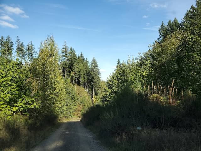 Island Timberland - Image 1