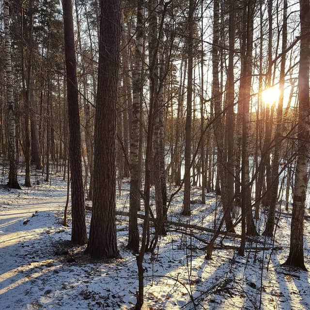 Gorensky Forest Park - Image 1