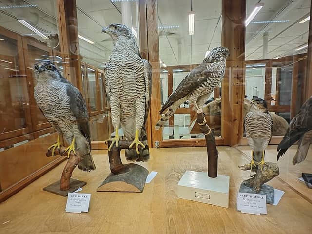 Forssa Natural History Museum - Image 2