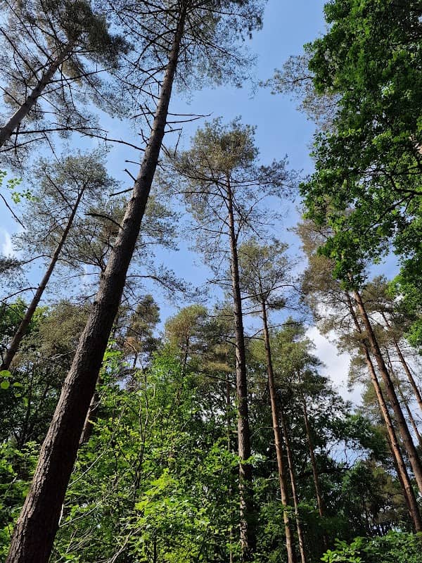 Cowdray Forest - Image 2