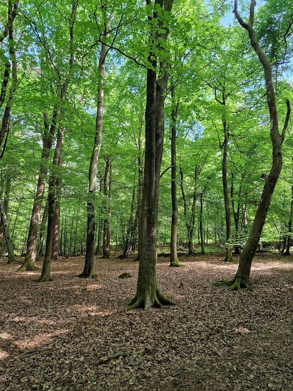 Cowdray Forest - Image 1