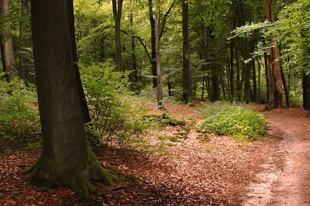 Tiergarten Park - Image 2