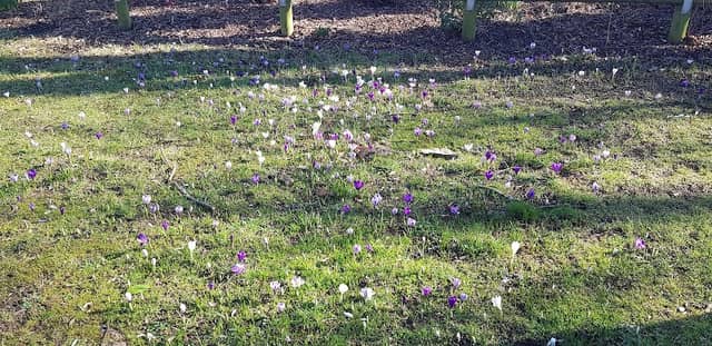 Crocus Area - Image 1
