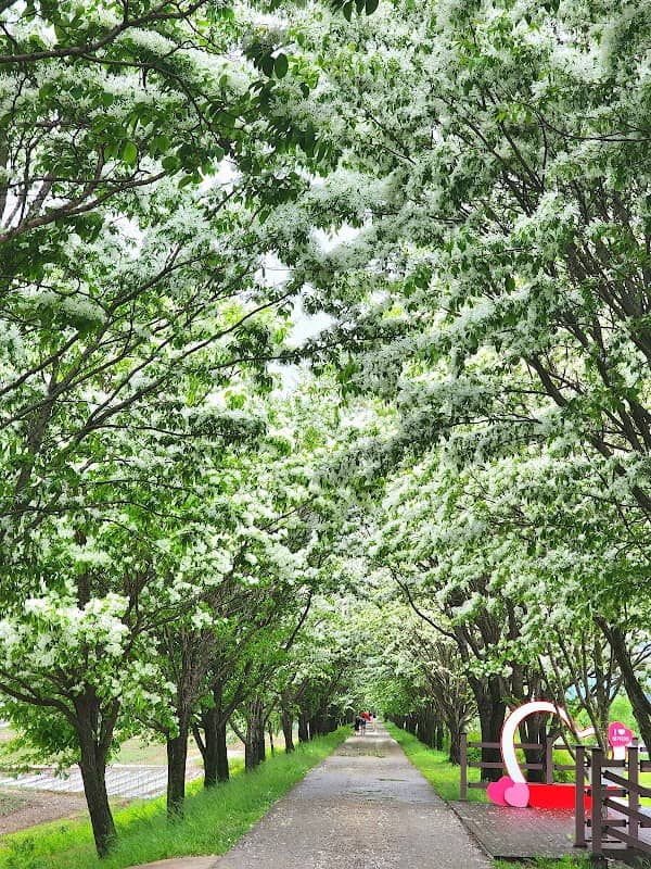 진천 이팝나무길 - Image 2