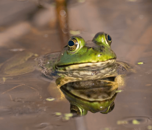 Froggy Manor - Image 1