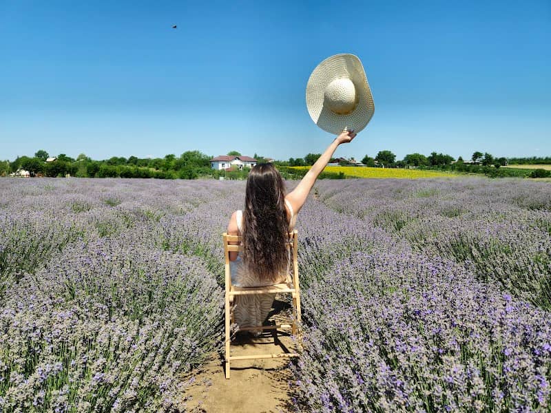 Livada cu Lavanda - Image 1