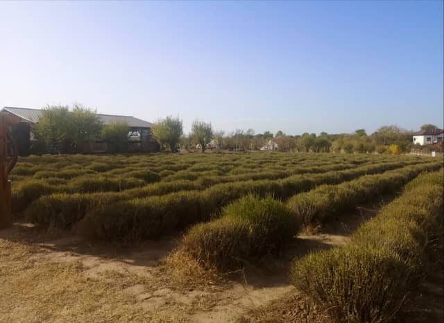 Livada cu Lavanda - Image 3