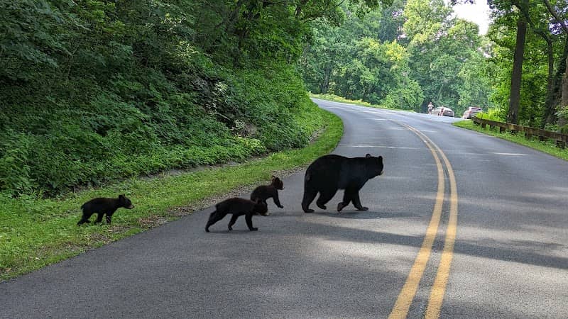 BLUE RIDGE PARKWAY - Image 1