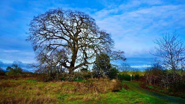 Nanaimo Estuary Natural Area - Image 1
