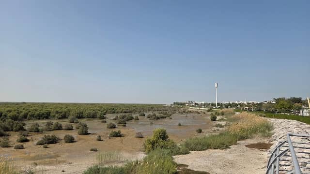 Al Mangrove - Image 1