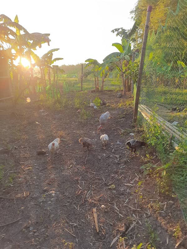 Isay Garden - Image 1