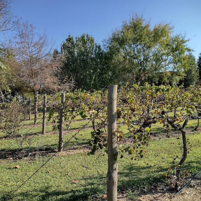 Yepez Vineyard - Image 1