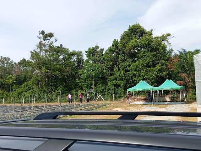 Projek bawang PELADANG KUALA TERENGGANU (PPK) - Image 1