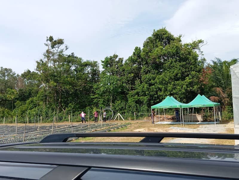 Projek bawang PELADANG KUALA TERENGGANU (PPK) - Image 1