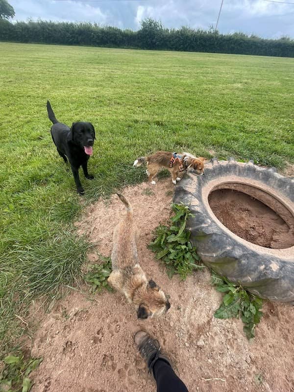 Pooches Paddock - Image 1