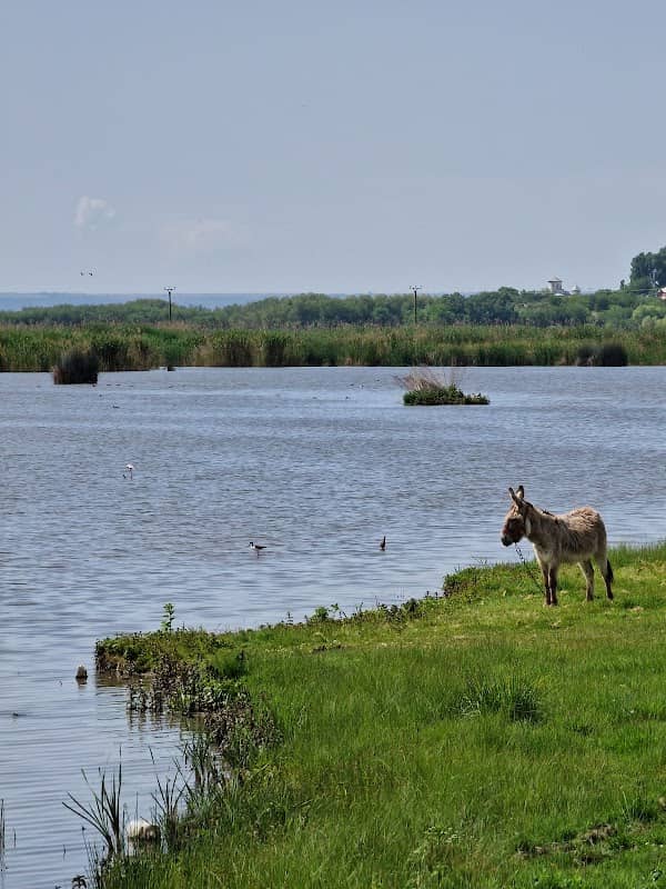Delta (Întinsura) Călmățui - Image 1