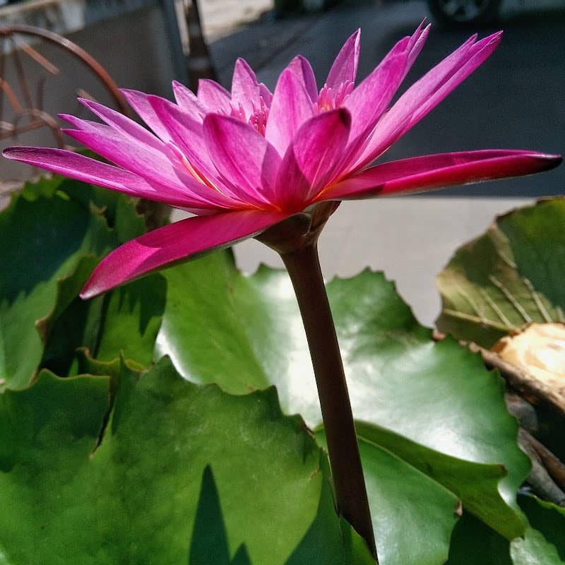 Arunsawat Garden - Image 1