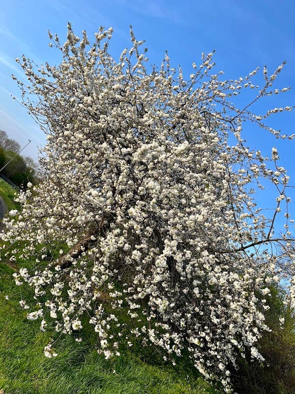 Duston Mill Meadow - Image 2