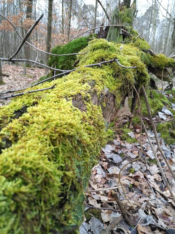 Rodauweg-Pappelkarrèe - Image 2