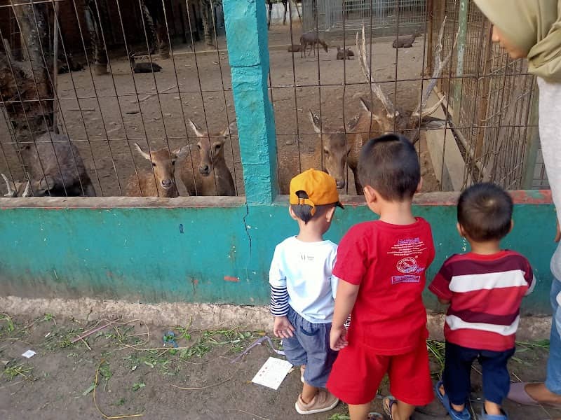 Kebun Binatang Tiara Mini Zoo - Image 2