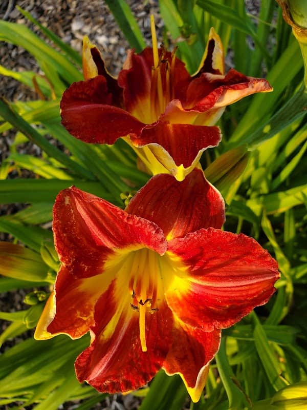 Wildwood Farm Daylilies - Image 2