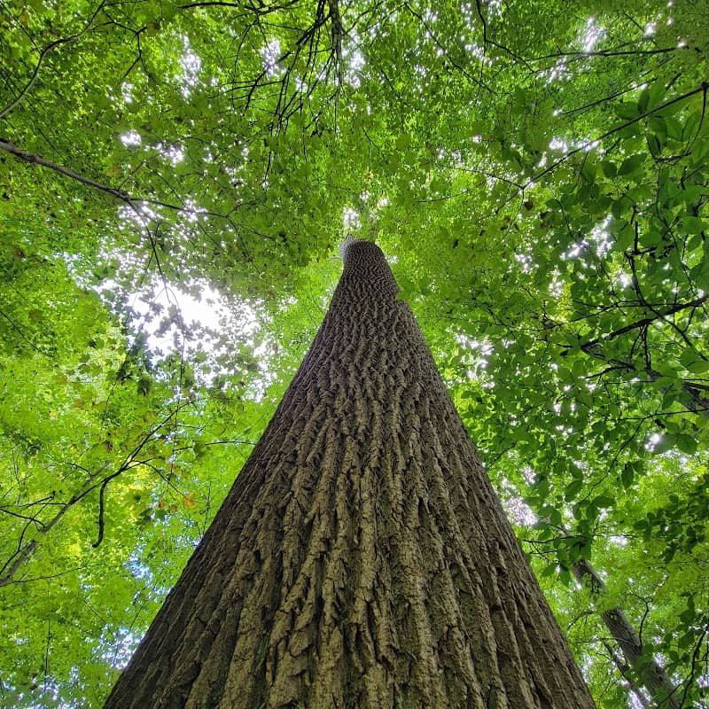 Meltzer Woods - Image 1