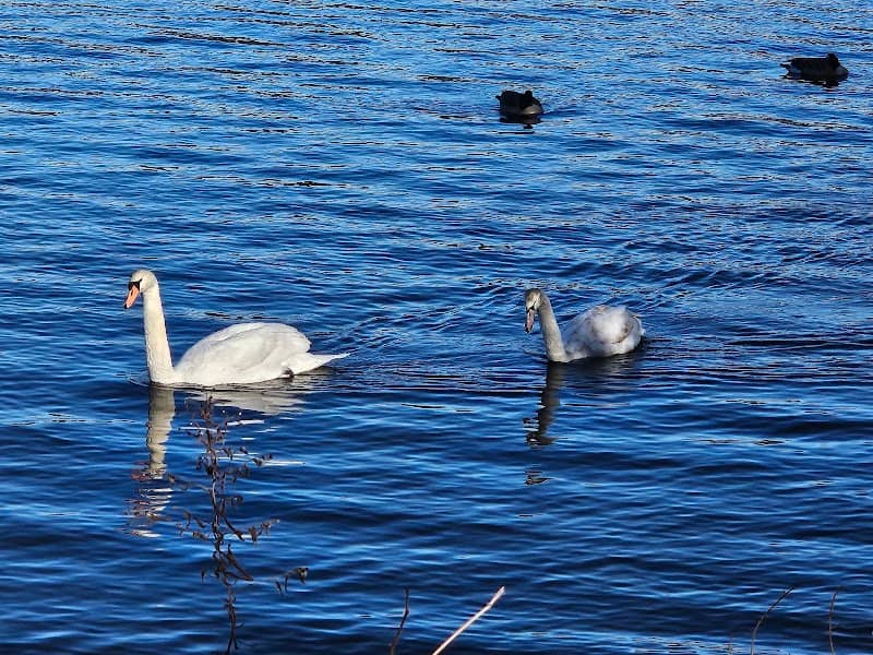 Birdwatching - Image 2