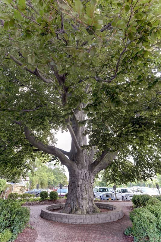 Copper Beech Park - Image 1
