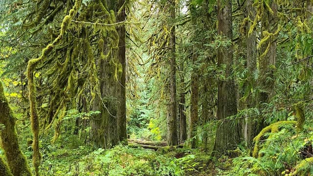 Salmon-Huckleberry Wilderness - Image 1