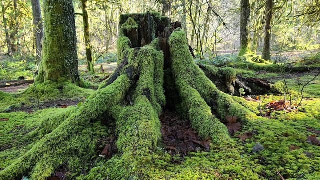 Salmon-Huckleberry Wilderness - Image 3