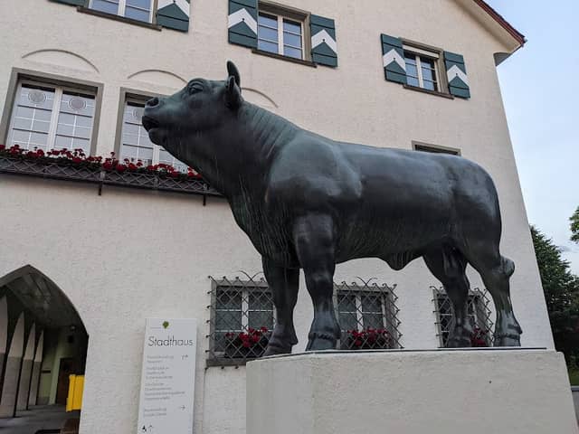 Amriswiler Muni - Image 2