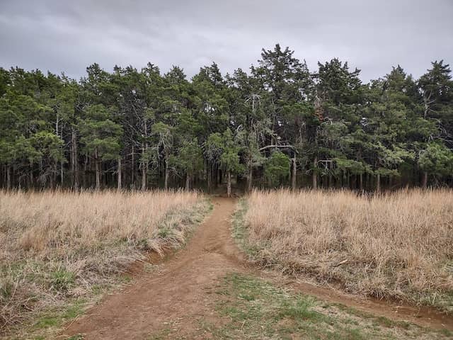 Parallel Forest - Image 2