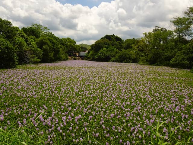虎地坳鳳眼藍花田 - Image 1