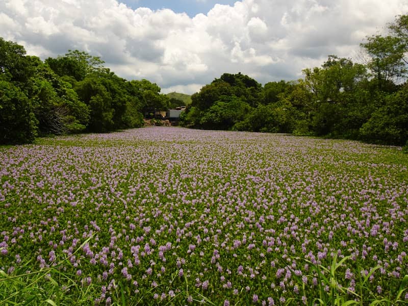 虎地坳鳳眼藍花田 - Image 1