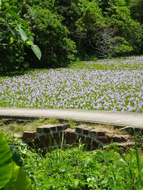 虎地坳鳳眼藍花田 - Image 3
