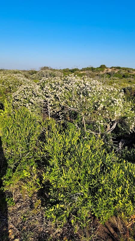 Nelson Mandela University Nature Reserve - Image 1