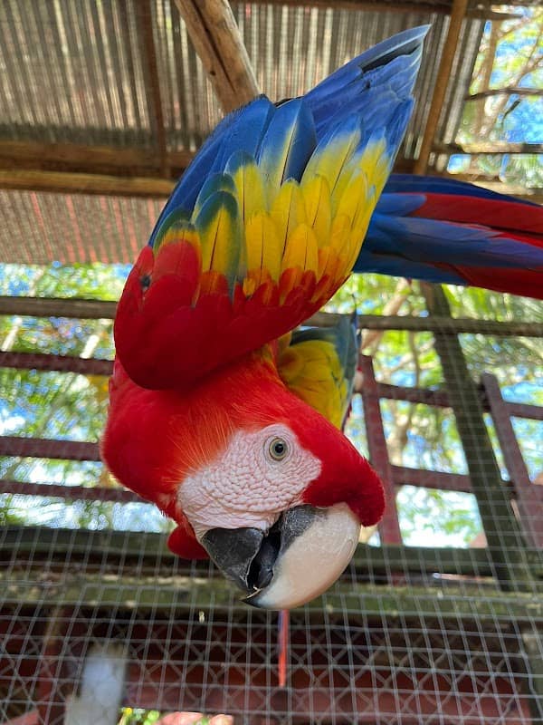 Bodden Tours: Mayan Jungle Canopy Zipline | Victor's Monkey & Sloth Sanctuary - Image 3