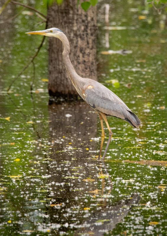 Little Creve Coeur Ecological Area - Image 2