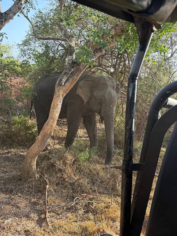 Yala national park - Image 1