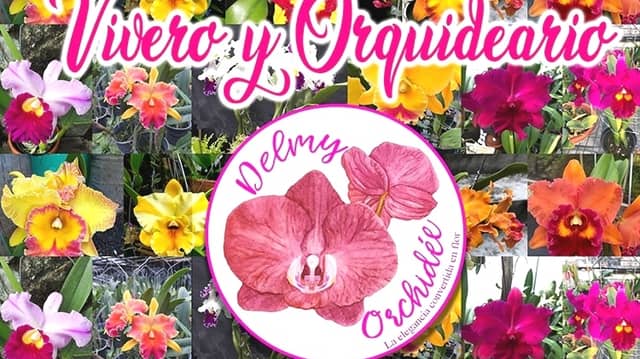 Delmy ORCHIDÉE - Image 1