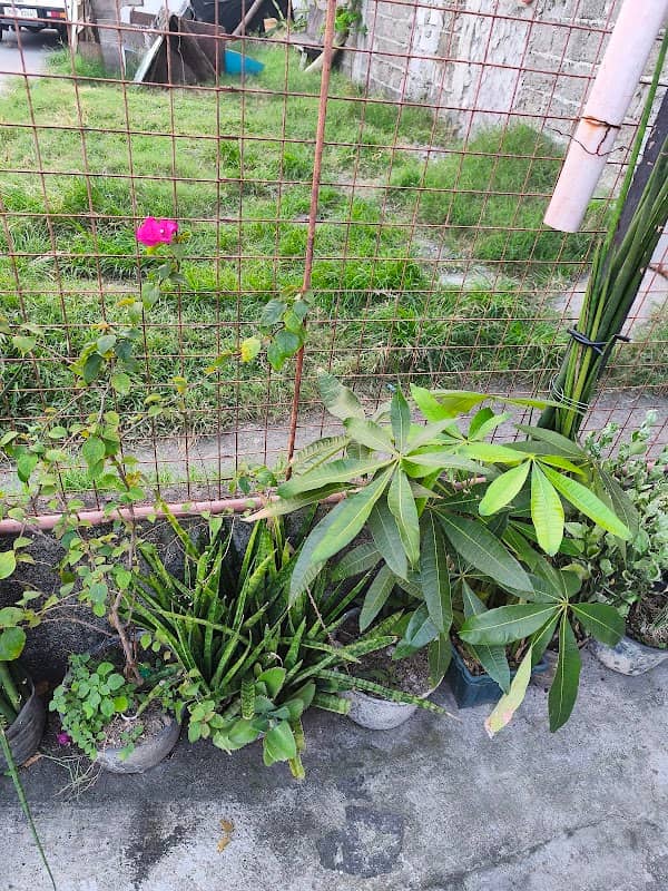 Hacienda Paglinawan - Image 1