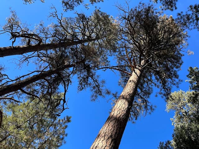 Sheep Creek Trailhead - Image 2