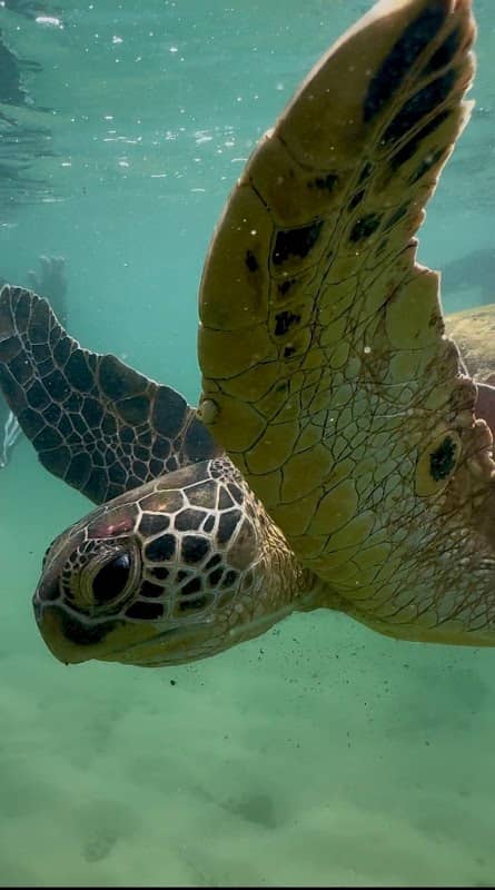 Polhena Beach Snorkeling Center-Hewa Nirosh - Image 1