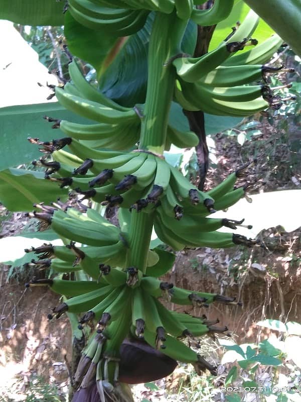 Kebon pisang cavendish Dwi putra - Image 1