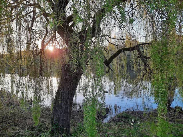 Withymoor Lake - Image 2