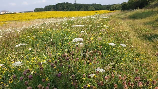 Piglittle Field - Image 1