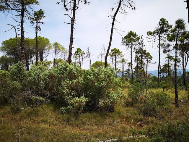 Bosco I sassi neri - impruneta - Image 1
