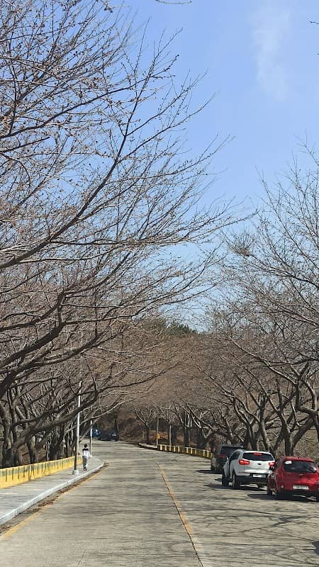 황령산벚꽃길 - Image 1
