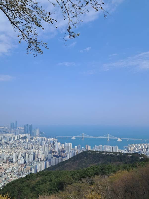 황령산벚꽃길 - Image 2