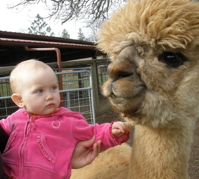 Alpacas at Lone Ranch, tours by appointment - Image 2